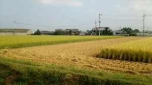 image (4)