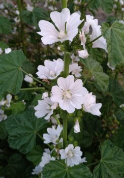 自然の花