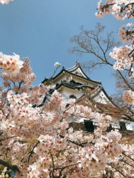 お城と満開の桜