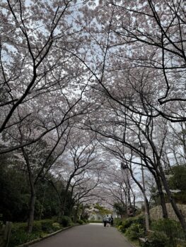 お花見🌸