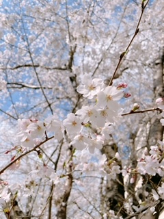 桜の季節