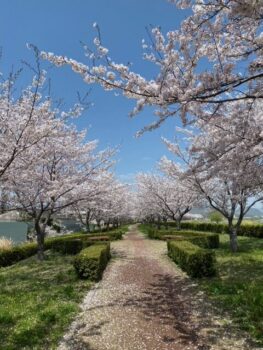 満開の桜