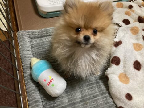 初めまして🐕