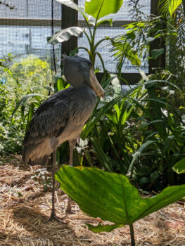 動物園