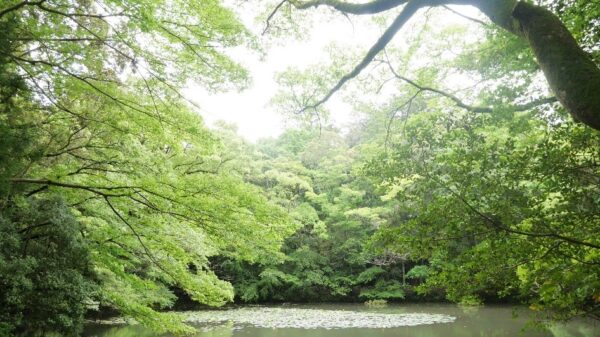 澄んだ空気「伊勢神宮」