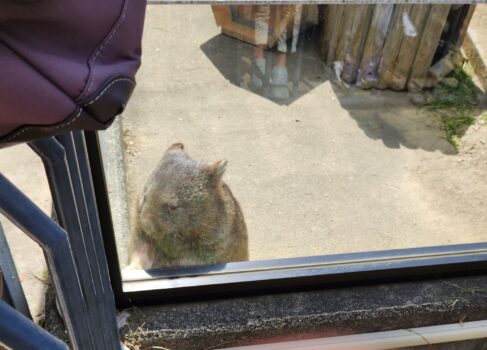 ウォンバットが見れる動物園