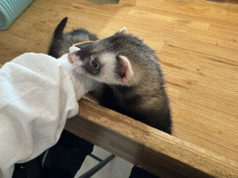 生き物カフェ巡り☕